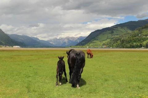 Horses in the Alps Foto stock