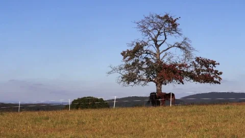 Horses and Autumn Tree Stock Footage 70352829