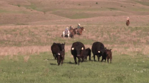 Horses and Cows Stock Footage 36281398