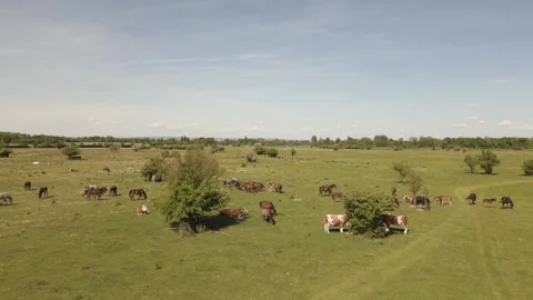  horses and cows grazing together on a lush green meadow.  Stock Footage 335516005