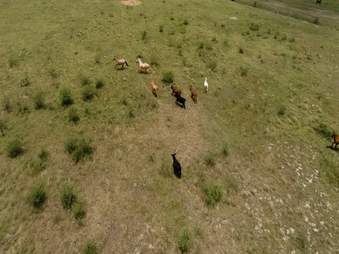 Horses and cows running 動画素材 75500698