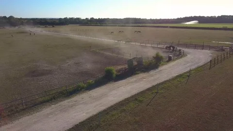 Horses and crow Stock Footage 126594526