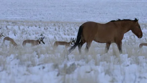 Horses and deer move through snowy field during winter day Stock Footage 327873329