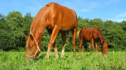 Horses and dog Stock Footage 8607166