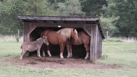 Horses and Donkey Foto stock