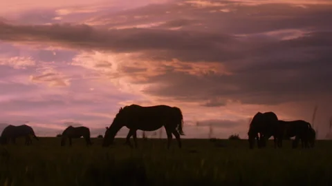 Horses and elephants at sunset in open field near water Stock Footage 327873151