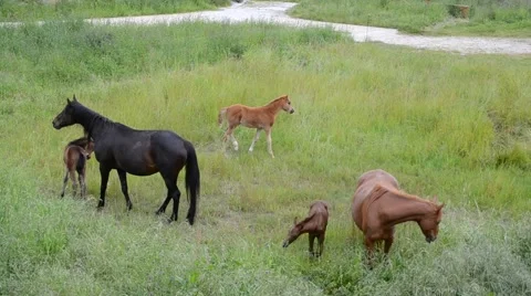 Horses and foals 스톡 동영상 48139599