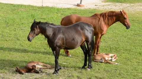 Horses and foals Stock Footage 71877045