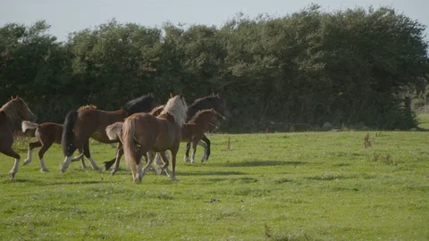 Horses and foals gallops through fields wide slowmo Stock Footage 123660423
