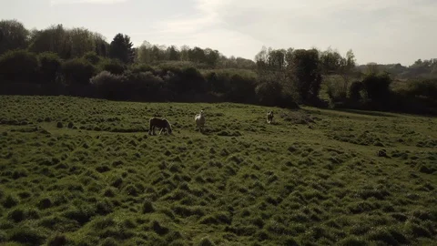 Horses And Green Fields Stock Footage 128965509
