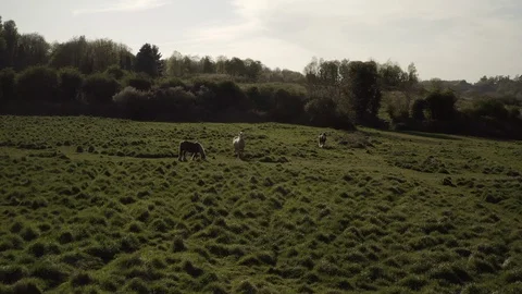 Horses And Green Fields Stock Footage 129008760