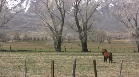 Horses and High Sierras Stock Footage 46228965