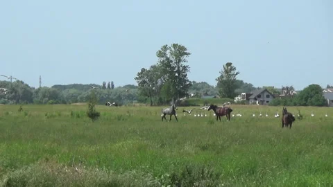 Horses and a large flock of storks in the meadow, Ukraine. 스톡 동영상 197762313