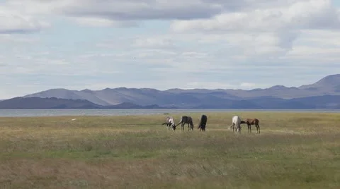 Horses and mountains Stock Footage 12359616