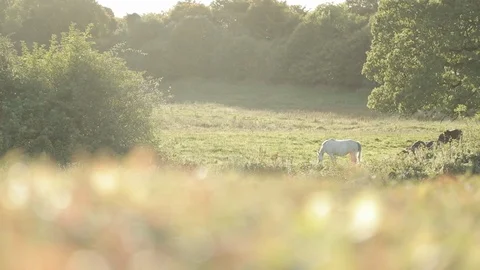 Horses and plants 库存影片 100609971