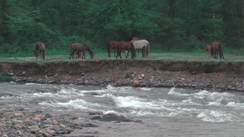 Horses And River Stock-Footage 130716953