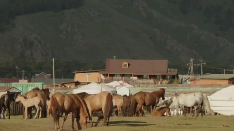 Horses and Village Stock Footage 280196007
