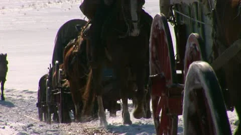 Horses and wagons in being pulled in snow Video stock 11364527