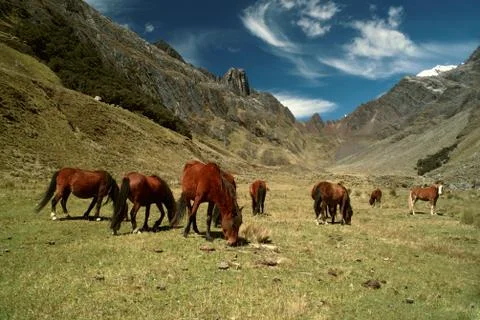 Horses in andes Stock Photos