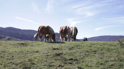 Horses in the Appennines Stock-Footage 66463314
