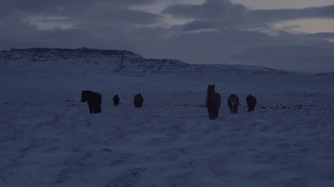 Horses Approaching the Camera Stock Footage 85515323