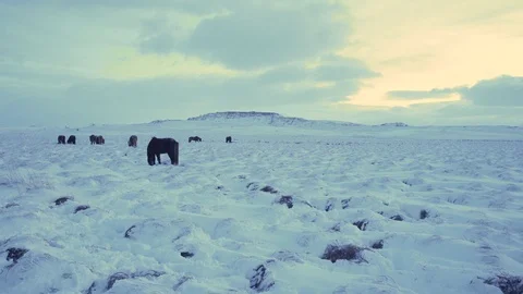 Horses In The Arctic Stock Footage 85534130