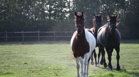 Horses are approaching the camera Видео 68260566