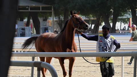 Horses are being prepared for the endurance race in Abu Dhabi, UAE. Stock Footage 331104847