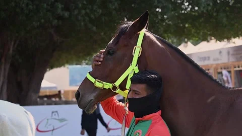 Horses are being prepared for the endurance race in Abu Dhabi, UAE. Stock Footage 331104933