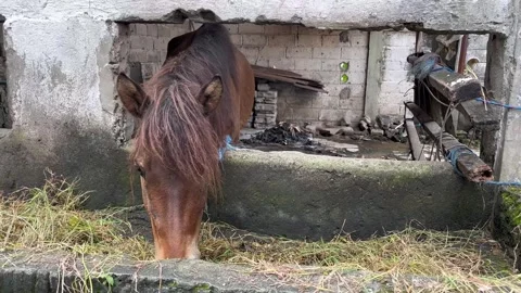 Horses are eating grass in the stable Stock Footage 306403535