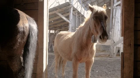 Horses are on the farm Video stock 95927481