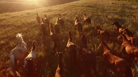 Horses are galloping. Stock Footage 67610391
