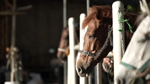 The horses are lined up in the stable Stock Footage 258642229