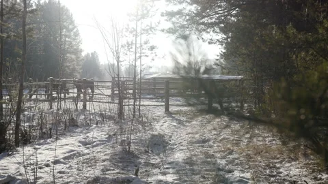 Horses are preparing for the walk Video stock 85964427