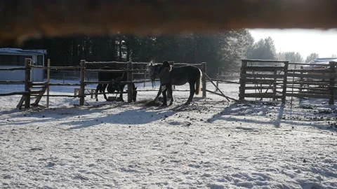 Horses are preparing for the walk in the forest Video stock 85964667
