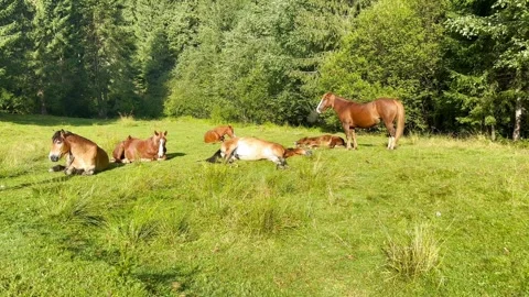 Horses are resting in a forest clearing Stock Footage 249968646
