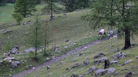 The horses are on the road Stock Footage 61413455