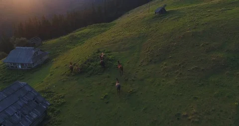 Horses are running through the mountains Video stock 87909054