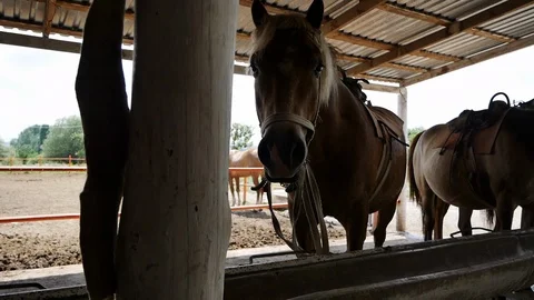Horses are in the stable Stock Footage 111884993