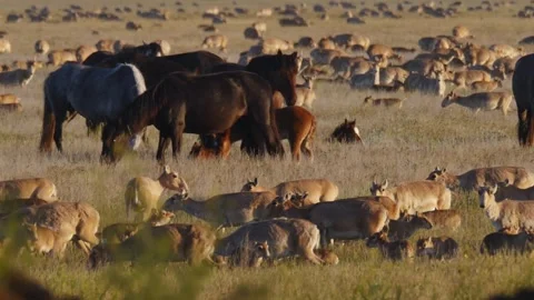 The horses are surrounded by large herd of saiga Stock Footage 269129208