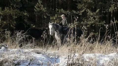Horses are walking in the forest Stock Footage 85965440
