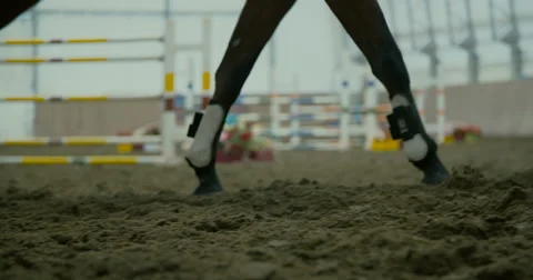 Horses in the arena  Stock Footage 61555587