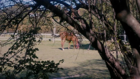 Horses in background Stock Footage 163471412