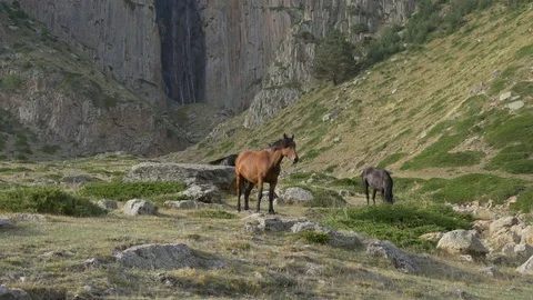 Horses in the background of a huge waterfall Stock Footage 83732418