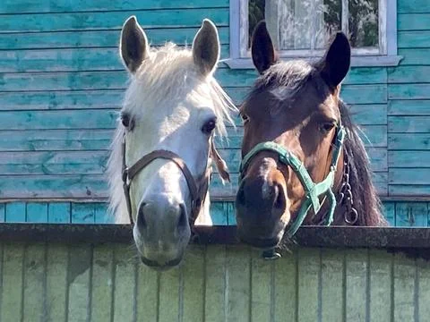 Horses in the backyard Stock Photos