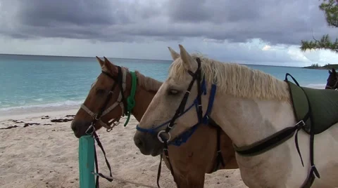 Horses in the Bahamas Video stock 44544613