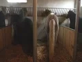 Horses in a barn  4k or 4k+ Resolution