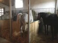 Horses in a barn 4k or 4k+ Resolution