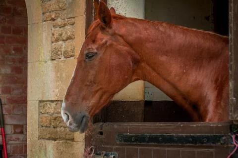 Horses in a barn Stock Photos