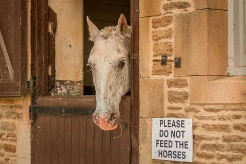 Horses in a barn Stock Photos
